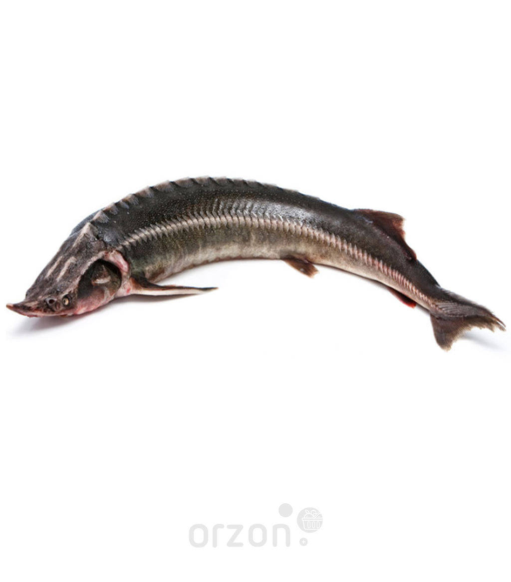 Рыба Осётр целый свежемороженый (от 2 до 3,5 кг) кг с доставкой на дом | Orzon.uz