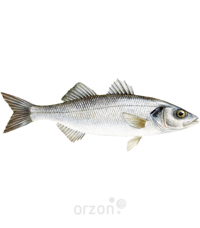 Рыба Сибас (непотрошеная) (развес) кг с доставкой на дом | Orzon.uz
