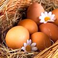 Яйца в Самарканде ,Яйца с доставкой на дом | Orzon.uz
