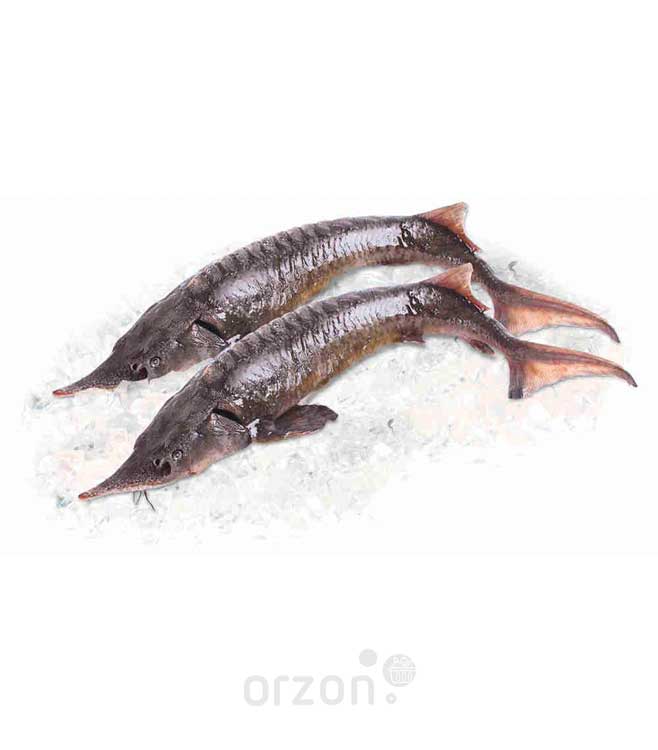Рыба Осётр целый свежемороженый (от 0.9 до 1.2 кг) кг