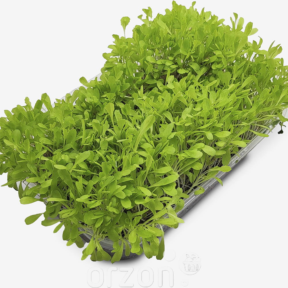Микрозелень салат латук шт