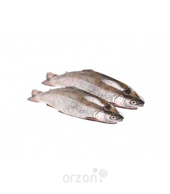Рыба Форель радужная свежемороженая (300-1000 гр) кг (непотрошеная)