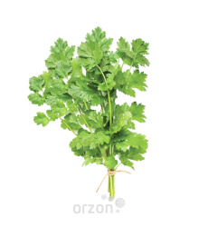 Зелень Кинза 1шт (пучок)