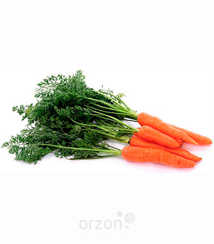Молодая Морковь (3 шт) 1 пуч от интернет магазина Orzon.uz