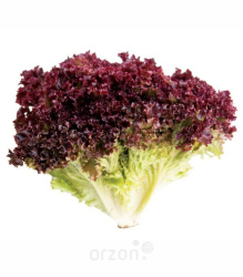 Салатный Лист Красный 1 шт (пучок) Лоло Росса